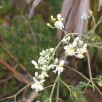 Moringa oleifera Lam.